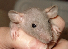 dumbo hairless rat