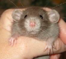 dumbo blue rat