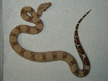 femaleboa2/07
