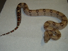 female boa 2/07 2