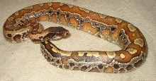 blood python girl side