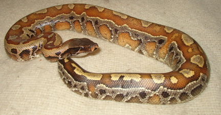 blood python girl side