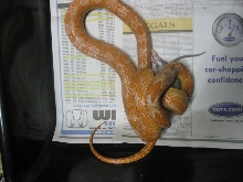 hypo male everglades