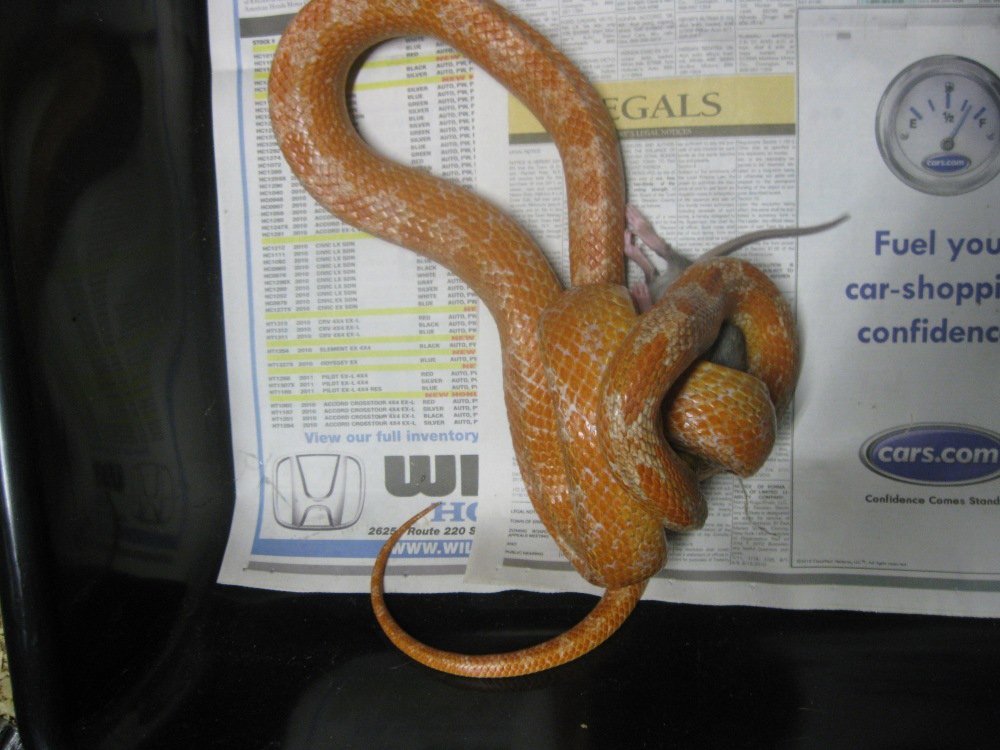 hypo male everglades