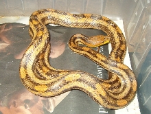 Rusty greenish rat