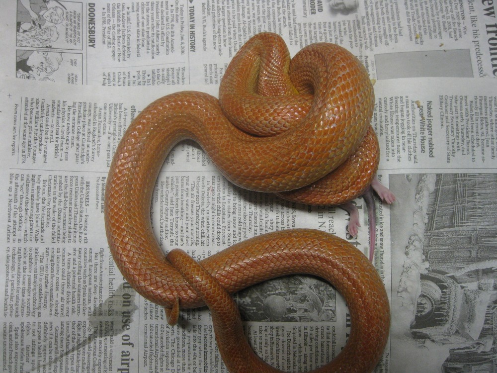 hypo female everglades