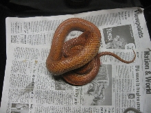 everglades ratsnake