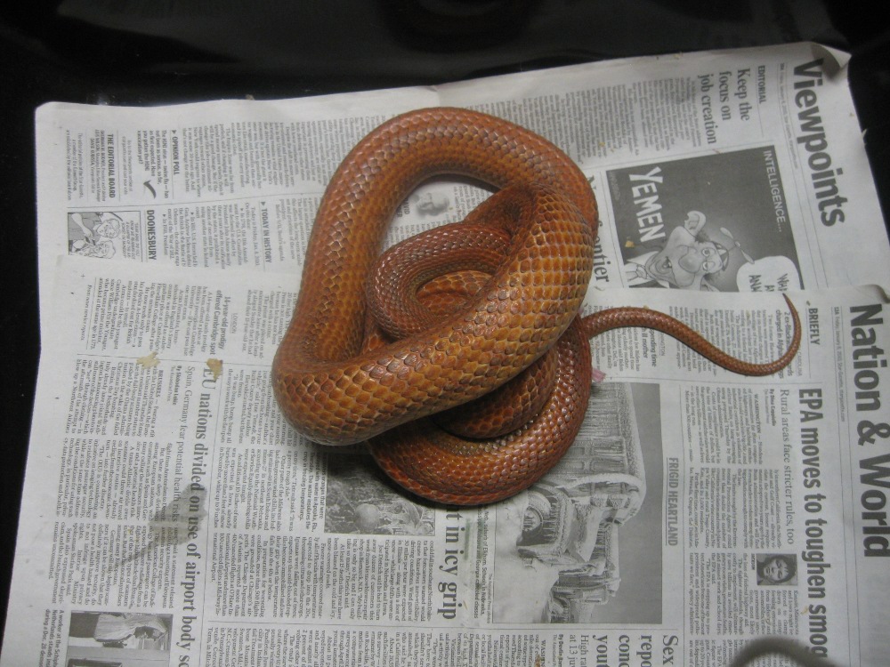 everglades ratsnake