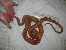 Sickle