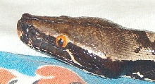 TealC Face