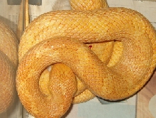 Albino yellow ratsnake Torque