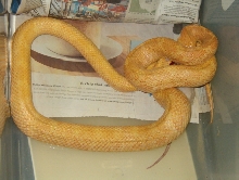 Torque albino yellow rat