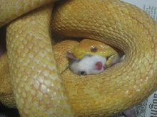 albino yellow ratsnake2