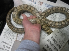 greenish ratsnake body
