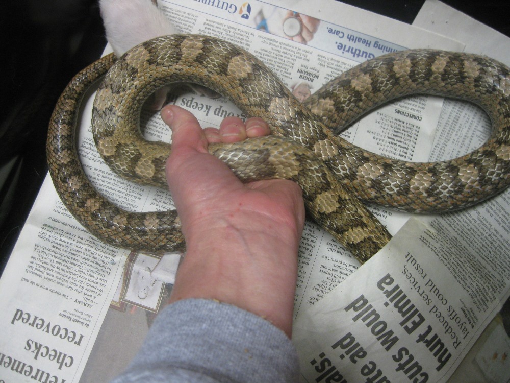 greenish ratsnake body