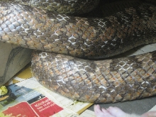 greenish ratsnake