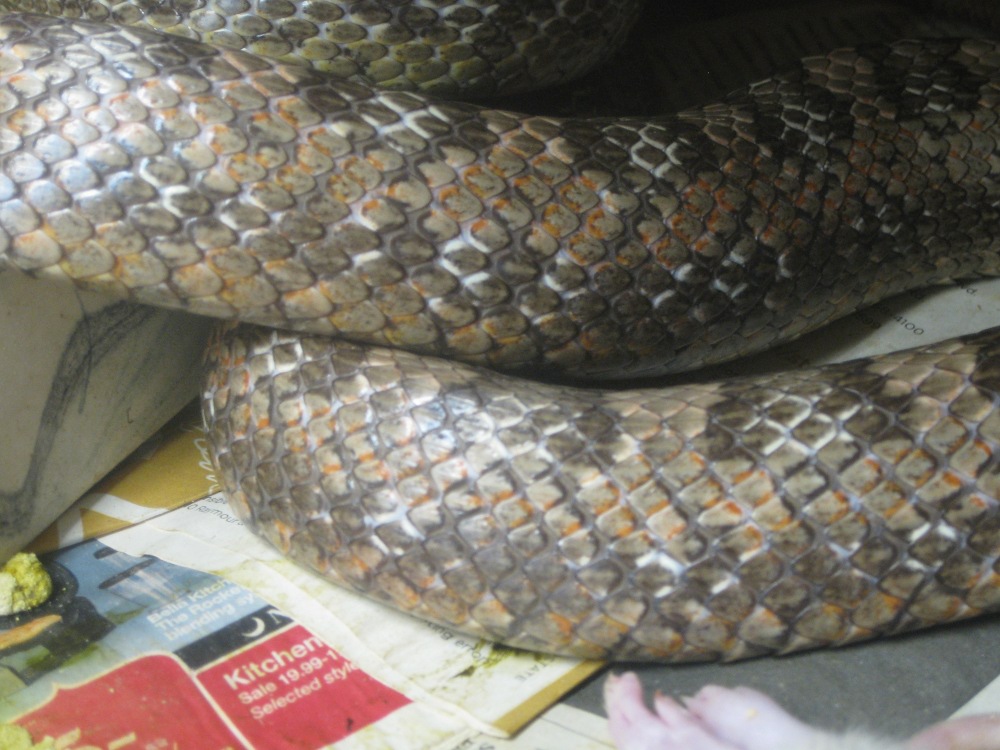 greenish ratsnake
