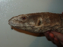 lula profile