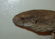 stub profile