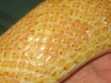 Torquescales
