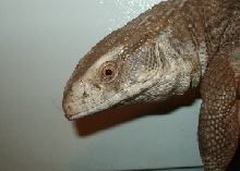 vosh profile