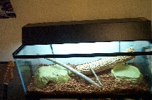 New Home
