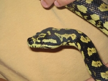 High Yellow Jungle Carpet