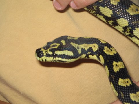 High Yellow Jungle Carpet