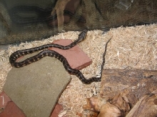 My Son's Baby Jungle Carpet