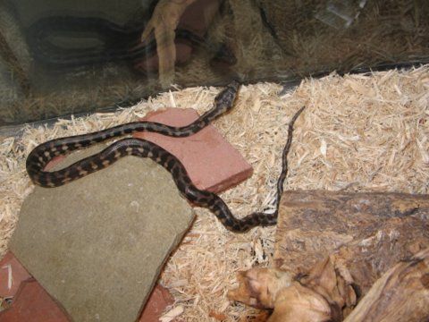 My Son's Baby Jungle Carpet