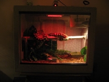 In her new vision cage