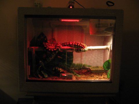 In her new vision cage