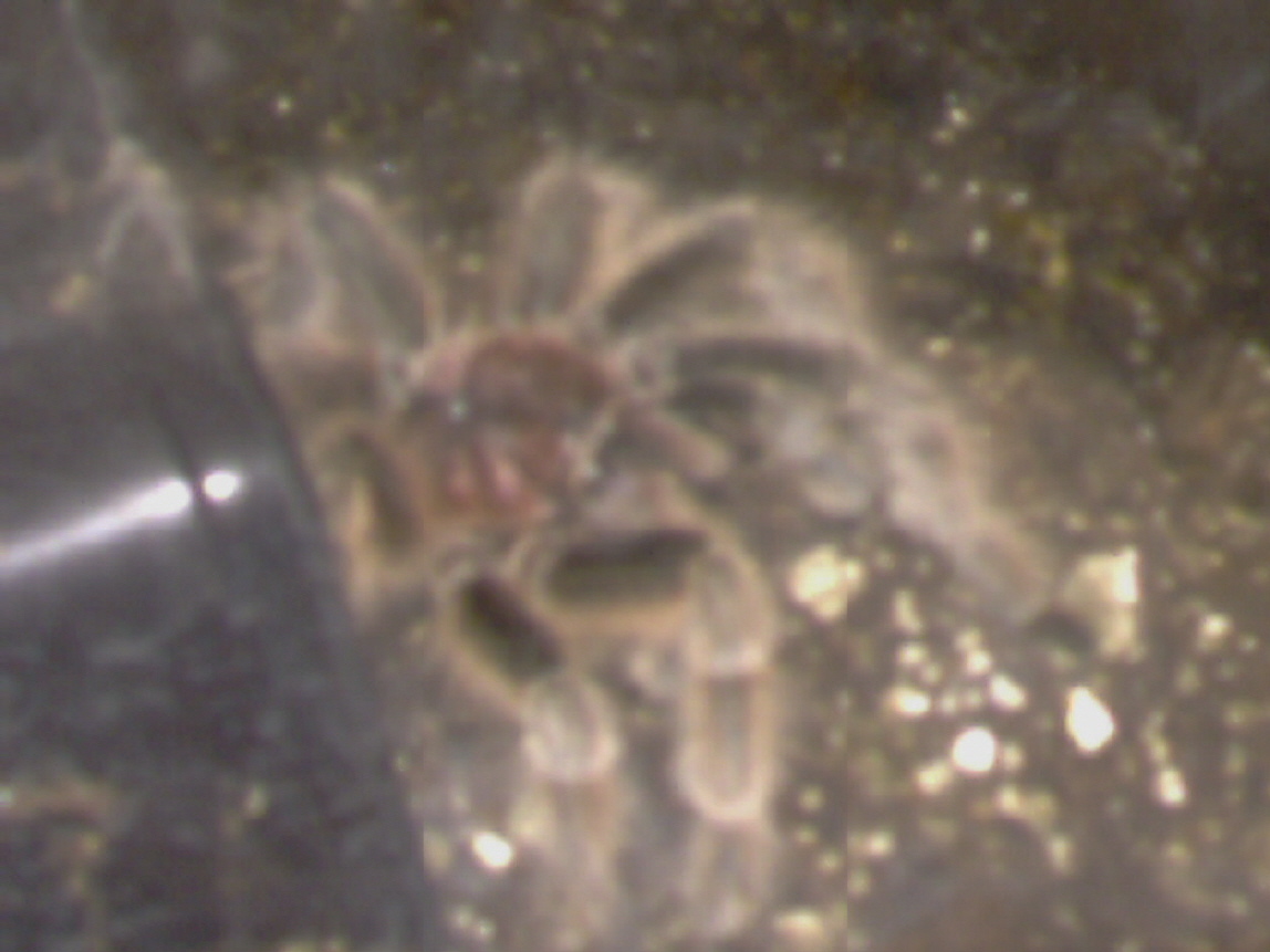 Chilean Rose Male