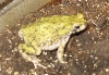 Westen Green Toad male