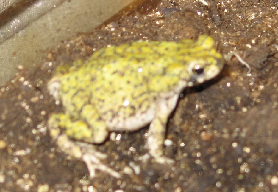 Westen Green Toad male