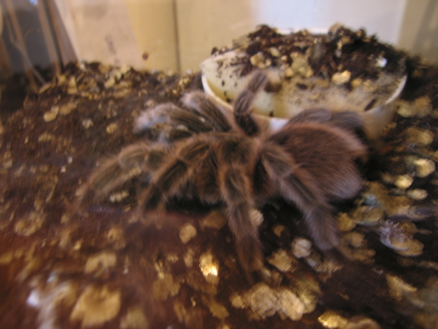 Chilean Rose female