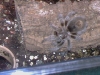 Female Chile Rose