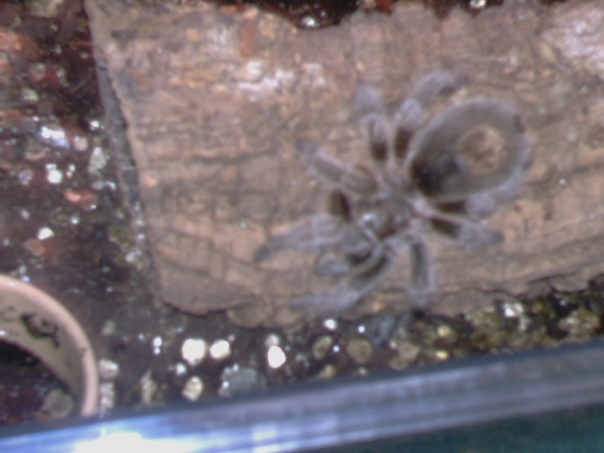 Female Chile Rose