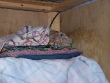 Bailey Bed