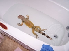 Bailey tub