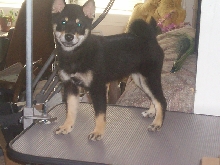 roxie  on table