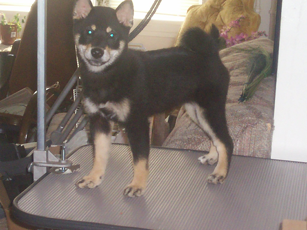 roxie  on table