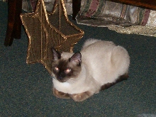 baccardi