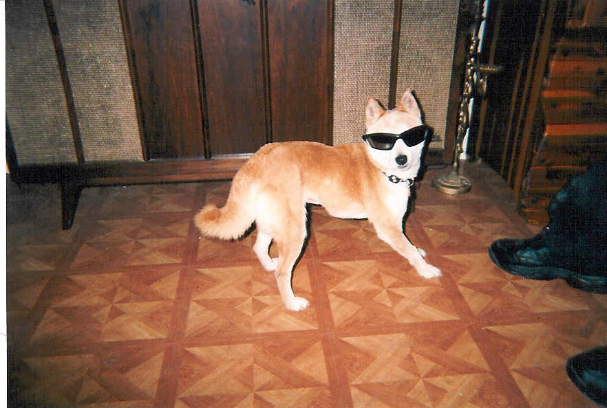 foxy with sunglasses