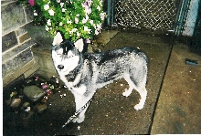 Husky with flowers in background