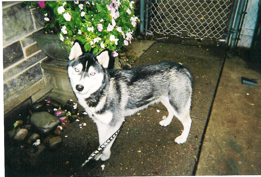 Husky with flowers in background