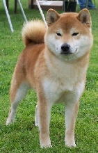 Kota Roxies dad
