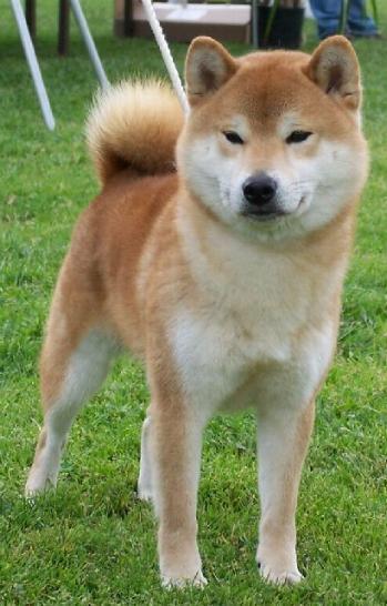 Kota Roxies dad