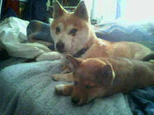 Foxy and Rogue sleeping together