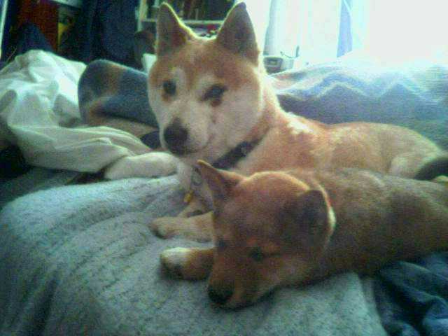 Foxy and Rogue sleeping together